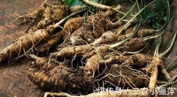气候|任意一处掐开都能流乳汁,是有名的补品,八十元一斤很难买到真的