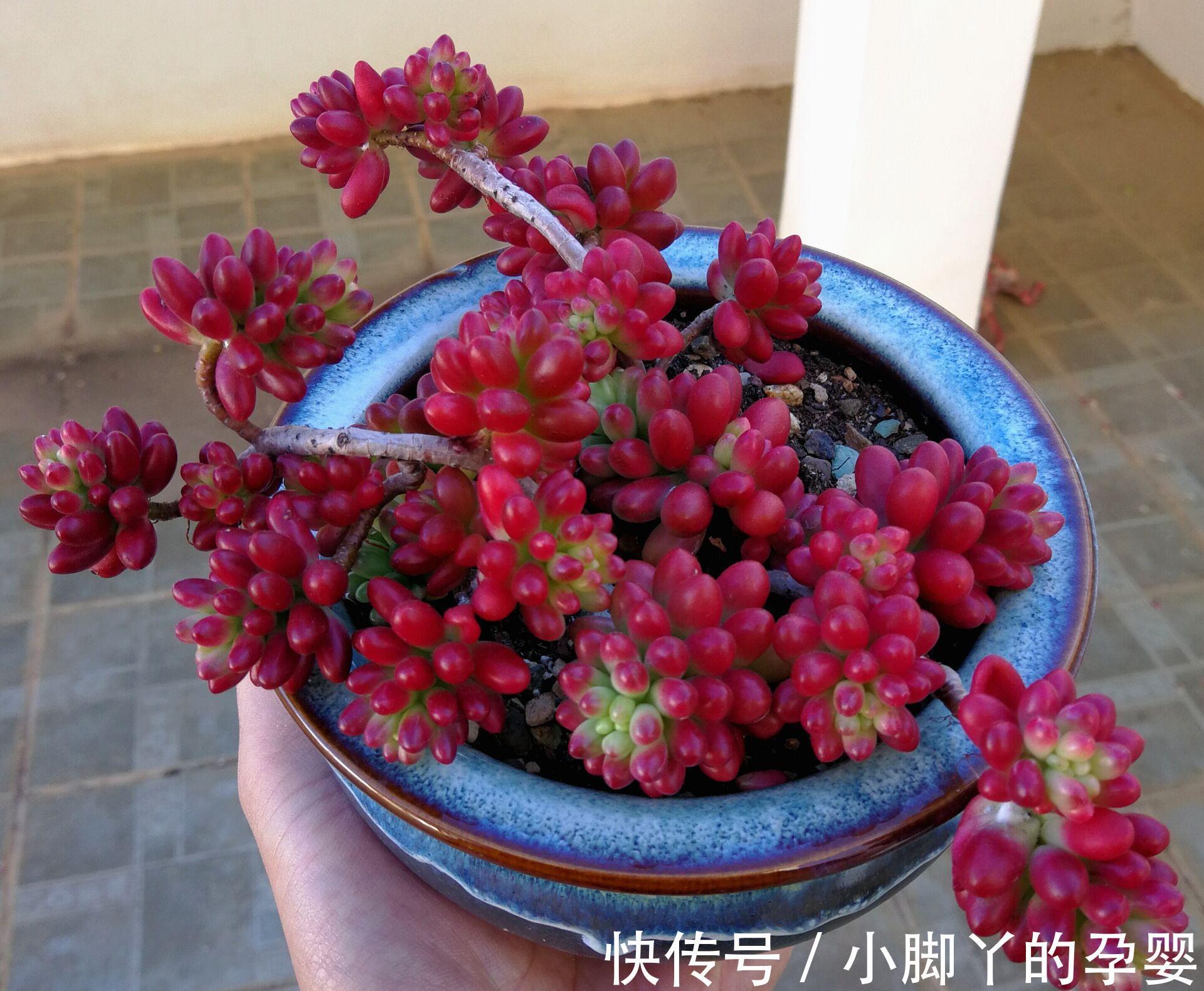 那些你可能不知道的多肉植物小秘密