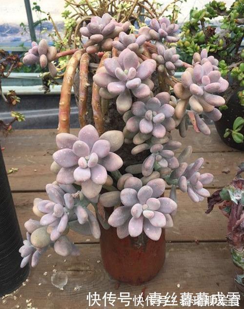 多肉桃蛋越长越丑从2个方面虐一虐，叶片肥嘟嘟，长成小老桩