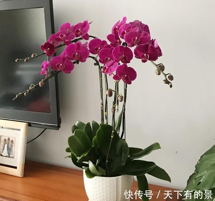 漂亮大气的年花蝴蝶兰,在冬天做好这“5点”,花期长达三个月
