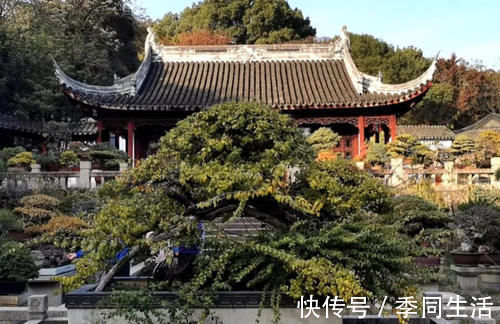 雀梅盆景的一些养护技巧，简单易懂，不知道这些养护技巧，会吃亏