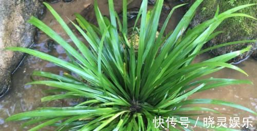 富山|建议大家：若有空余的地方，一定要种植这3种植物！漂亮又好种