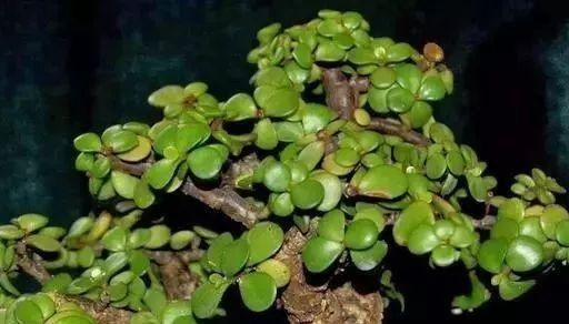 养花要心狠，特别是此5种花，剪得越狠长得更好，株型繁茂