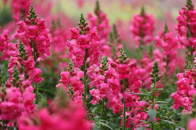 野花|山上一种小野花,花名很少有人知道,开出一穗穗花,好养耐看