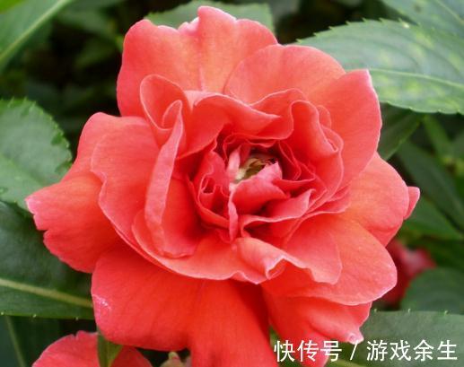 农历9月23日霜降后,养什么花?以下3种花,福宾客如云福开新运