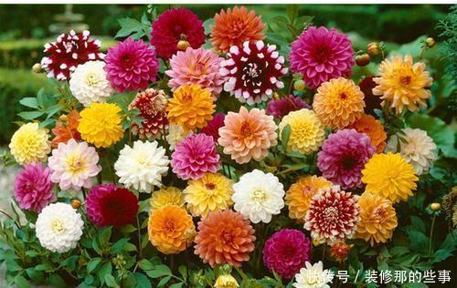 美极了|家里有个小阳台，夏天种上6种花，开成花海美极了