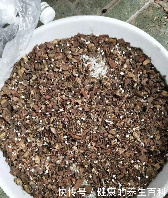 买的花总不活,秘密全在花盆里,搬起来看看才知道!