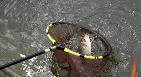 钓鱼大师讲解,浮钓,如何选漂、调漂