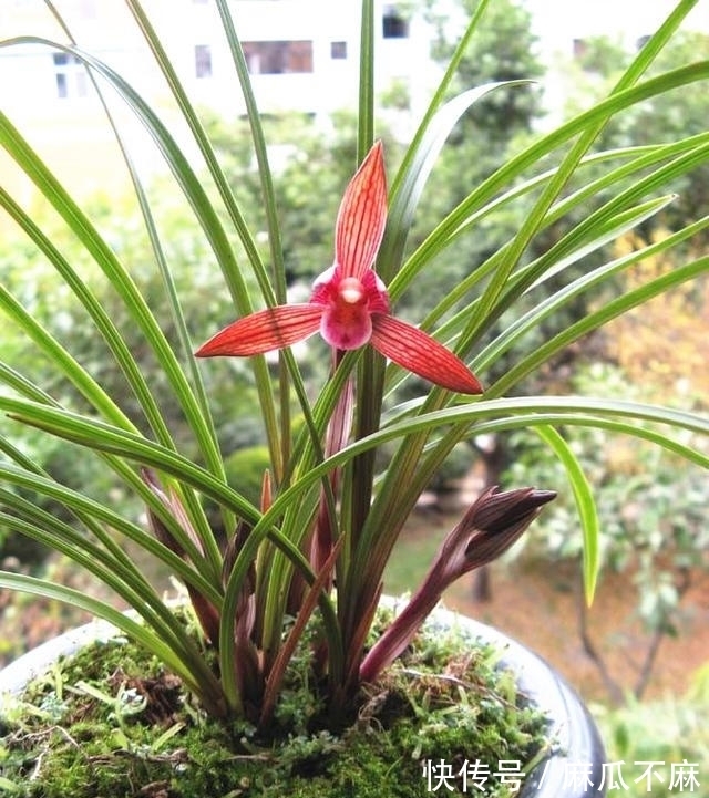 这款兰花“妙不可言”,花色跟香味堪称顶级,美得让人移不开眼!