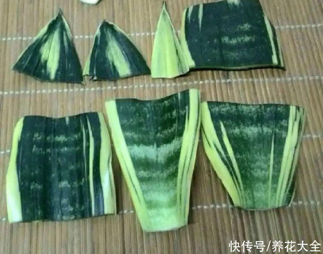 生根|6种花夏天扦插，枝条剁8段、撒土里，3岁小孩都能插活