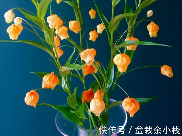 看上去很高大上，实际很鸡肋的花草，养过一次就被拉进“黑名单”