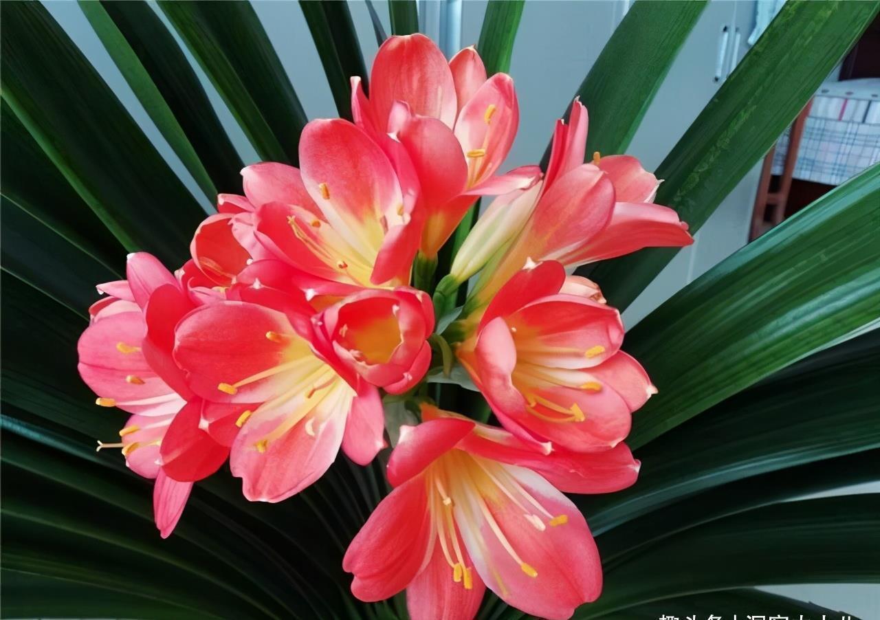 养分|君子兰有“三怕”,入冬养护需避开,猛催新芽,绽放层叠群兰