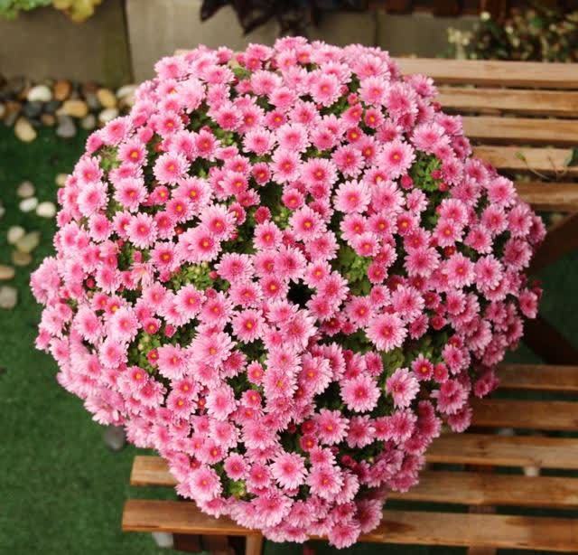 “聪明人”喜欢养的5种花,真能减少病菌吗?养之后:想多养几盆