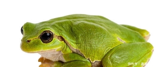 美容|打油诗 蛤蟆美容