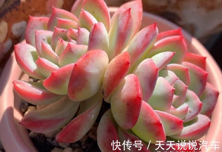 老肉友给新手的建议：刚栽种的多肉先别放铺面石，其中原因有两个