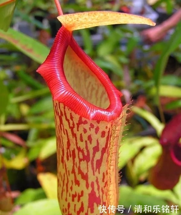 植物界奇葩TOP20,眼界又被刷新了!
