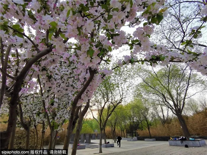 抓紧！这类花再不去看，一阵大风就明年见了！本周还可以去北京这些地方!