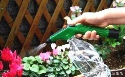 植物|养花13年,总结“6个”养花入门要点,三分钟看懂,养啥花都活!
