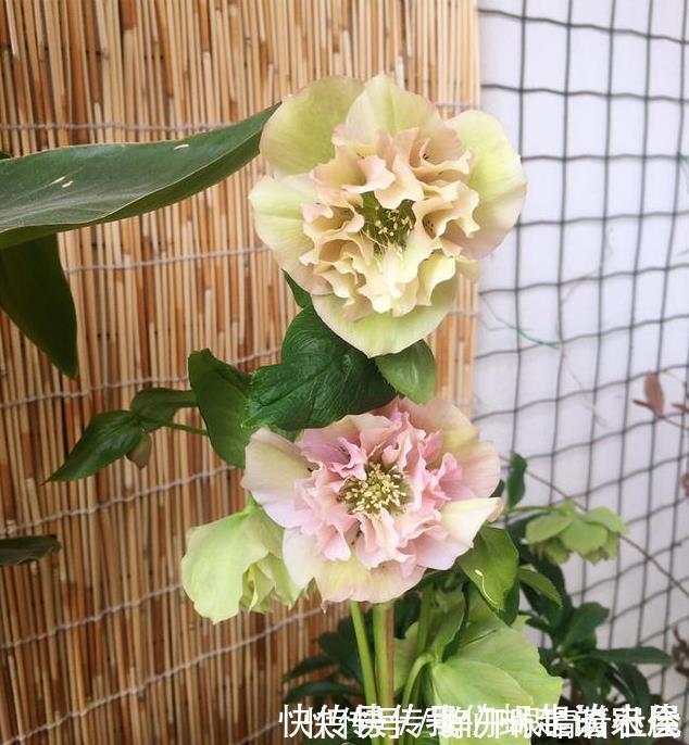 名字|被名字耽误的“三种花”,颜值高又皮实,放角落也能自己长