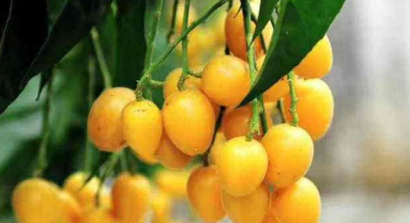 果酸|天然的“止咳药”找到了,每天一碗,化痰平喘,比吃药效果还好