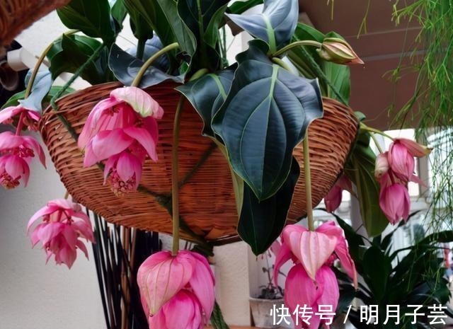 蝴蝶兰|15种耐阴花,室内光照不足,照样花开不断!