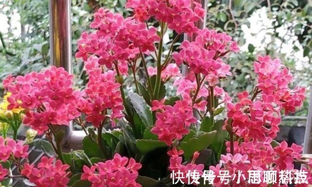 施肥|长寿花,用2个“窍门”,叶片就像“猪耳朵”,花儿紧凑上千朵