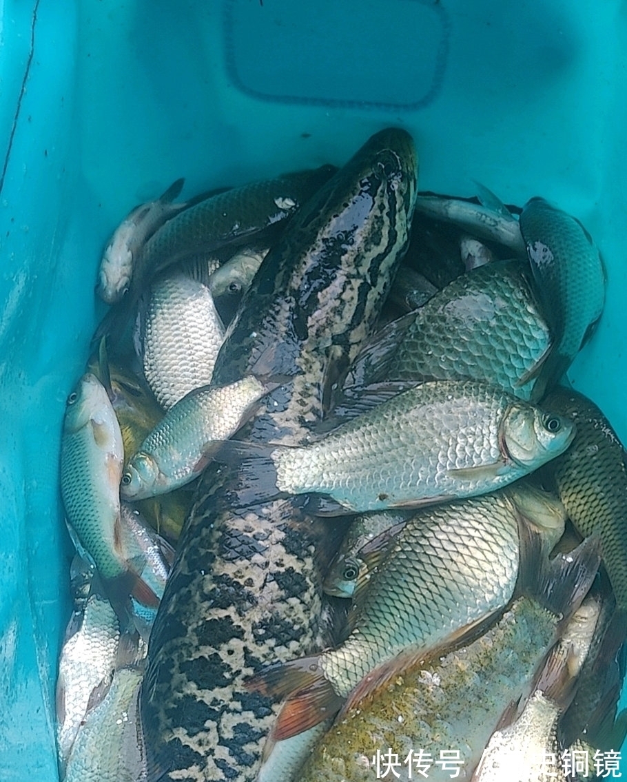 有人毒鱼?浙江钓鱼人河边夜钓,忽然河面大量鱼群浮头