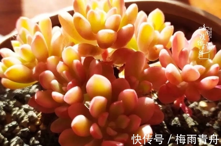 爱上多肉：何须浅碧轻红，自是花中一流！