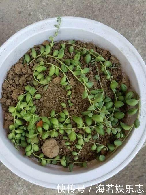 珠子|家里养了这花,小孩最喜欢,好看好玩太值了!