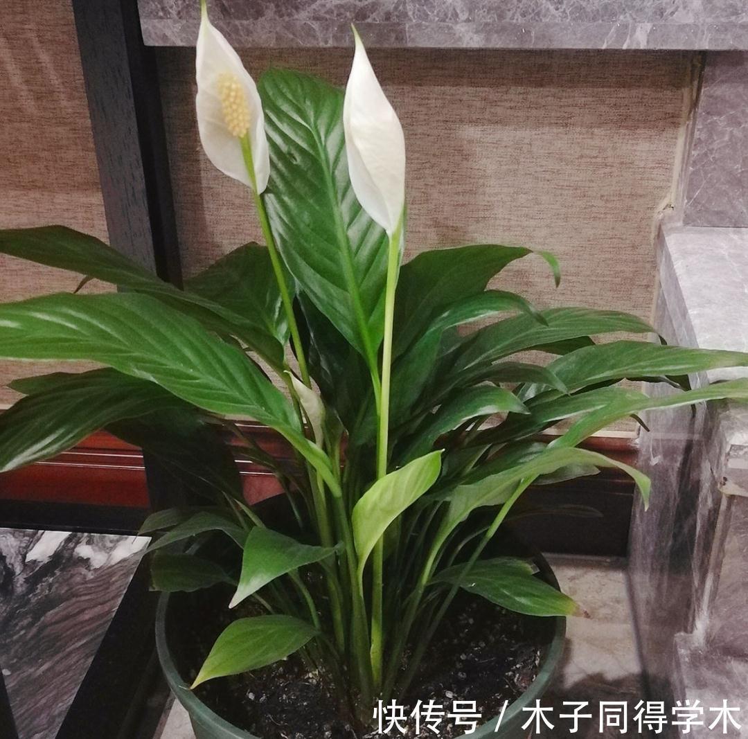 7种花，立秋后换盆，秋冬才能越养越好