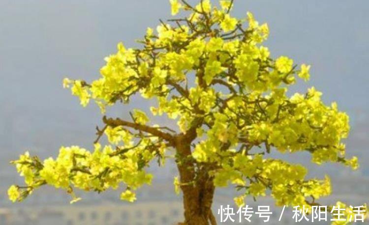 4种富贵花,添福添贵添好运,花朵迷人,阵阵花香,花朵大