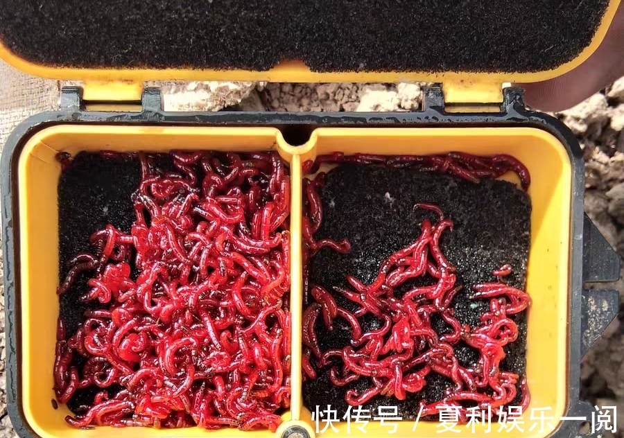 冬钓鲫鱼7个常见问题,早知道答案,也不会三天两头空军了