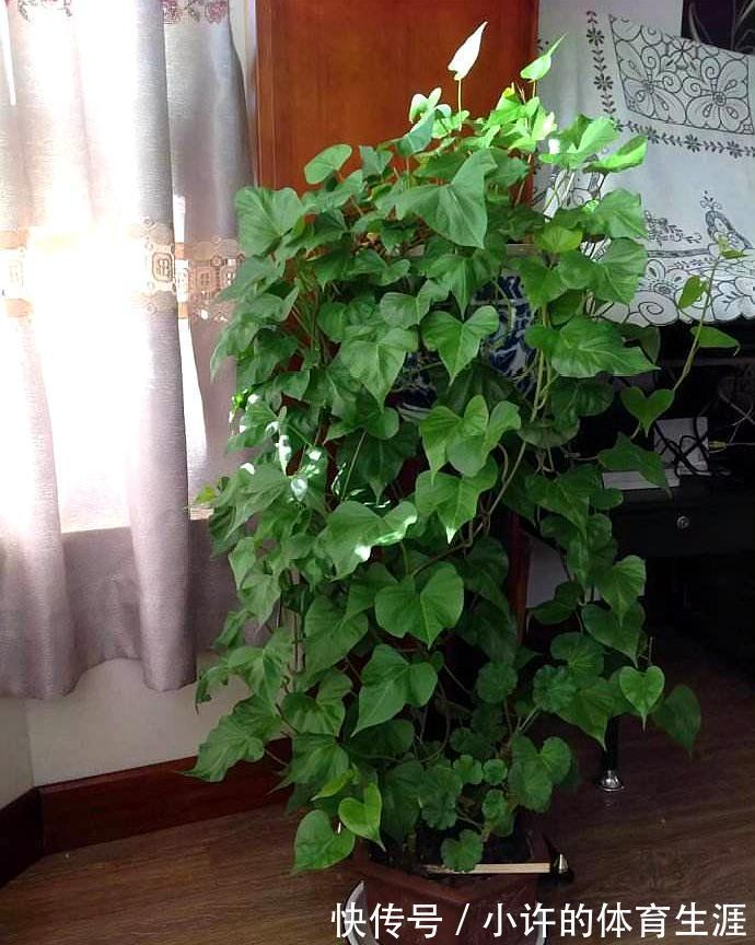 6种青菜根,吃完不要扔,插进花盆,浇浇水,20天长成“小菜园”