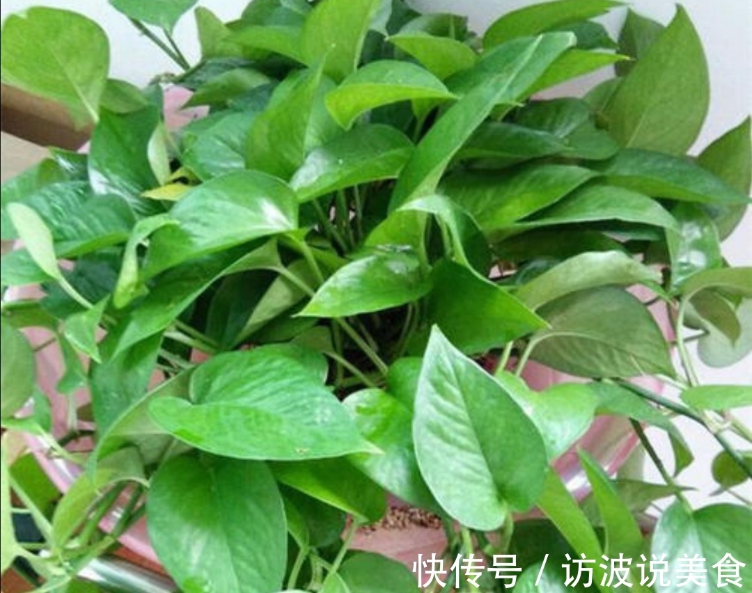 植株|夏天养绿萝，给它“喝3种水”，枝叶长得茂盛，长满花盆