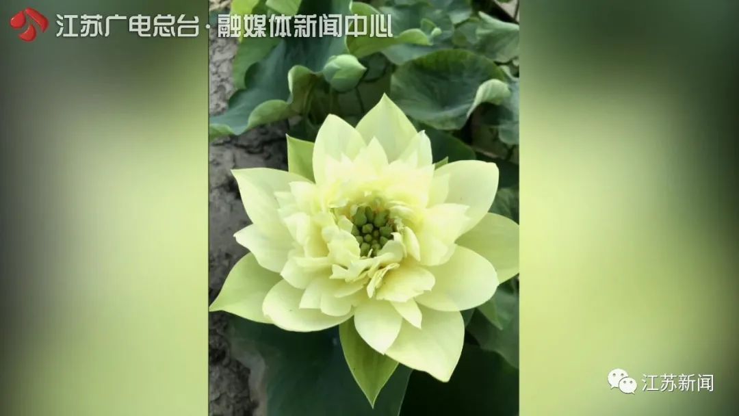 石城菊黄|这朵荷花拿下国际竞赛冠军