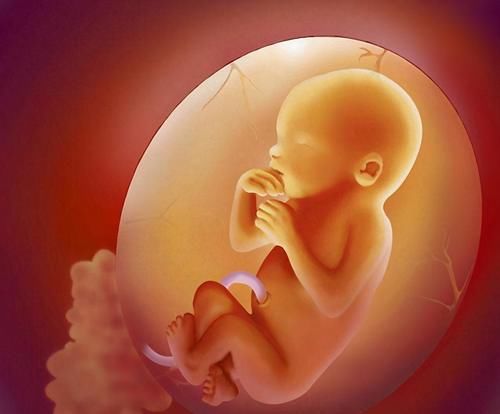 时间|关在子宫的十个月，胎宝宝每天都在干嘛
