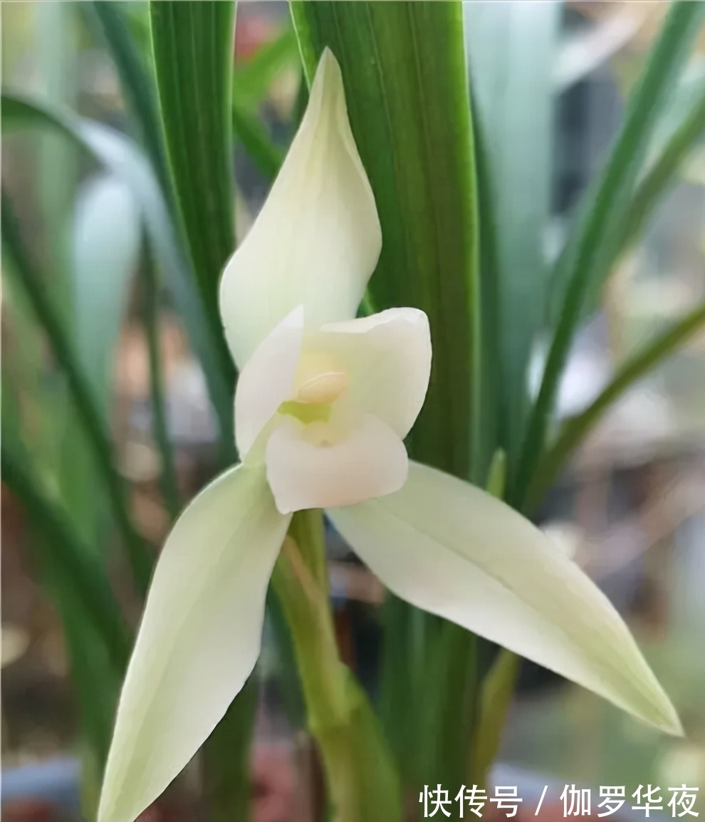 兰花|它在兰花界火了30年,花大如盆,冰魂雪魄,兰香浓郁,珍贵又稀少