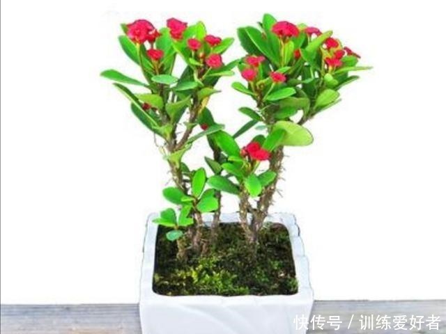 干旱性|这2种好看的花，要“旱着养”才行，太勤快养不好它！