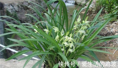 养花就养这几款,花朵粉嫩丰腴,花大色鲜胜百合,放在阳台美翻了