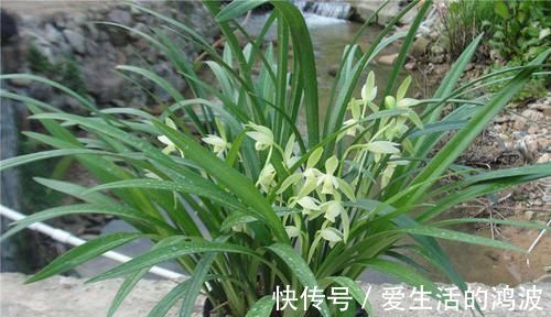 百合|养花就养这几款，花朵粉嫩丰腴，花大色鲜胜百合，放在阳台美翻了