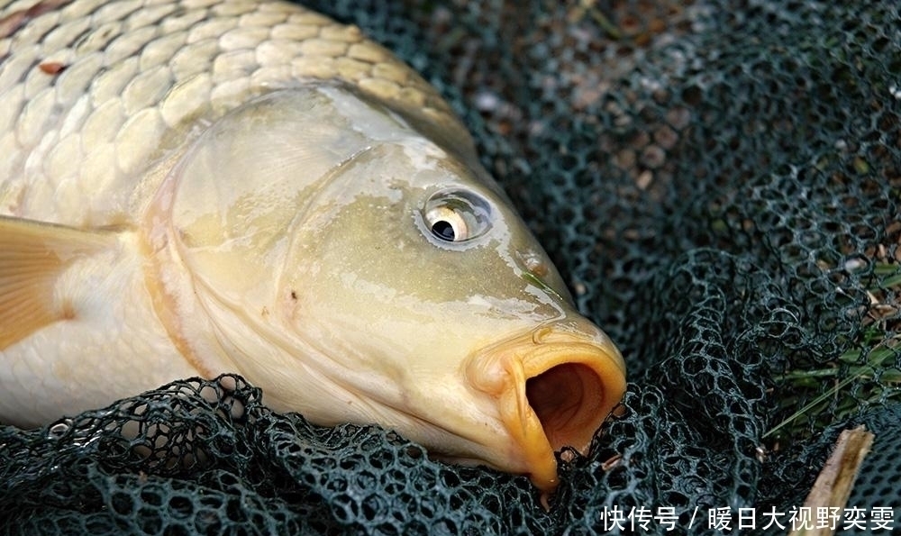 降雨前后这几种情况,与其枯坐守口,不如赶紧收杆走人