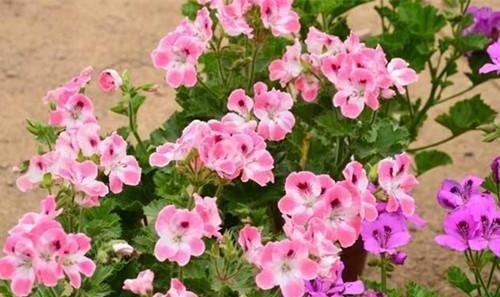 新手养花,不如养盆花中精品“洋绣球”,花大色艳,五彩缤纷