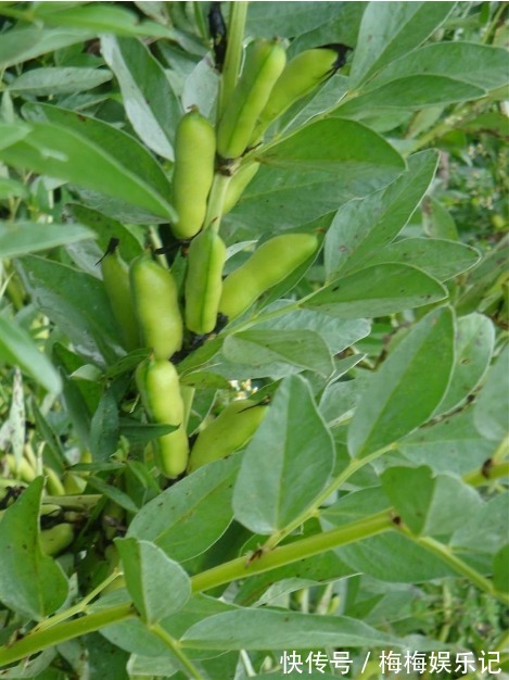 豆荚期|蚕豆是我们常吃的干果,清热解毒,那蚕豆怎么栽培种植呢?
