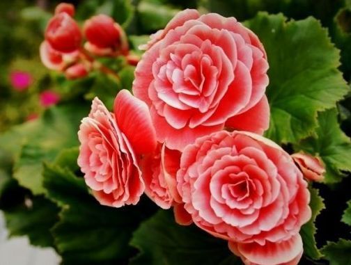 养花就养这几款,花朵小巧玲珑,清新脱俗,懒人最爱