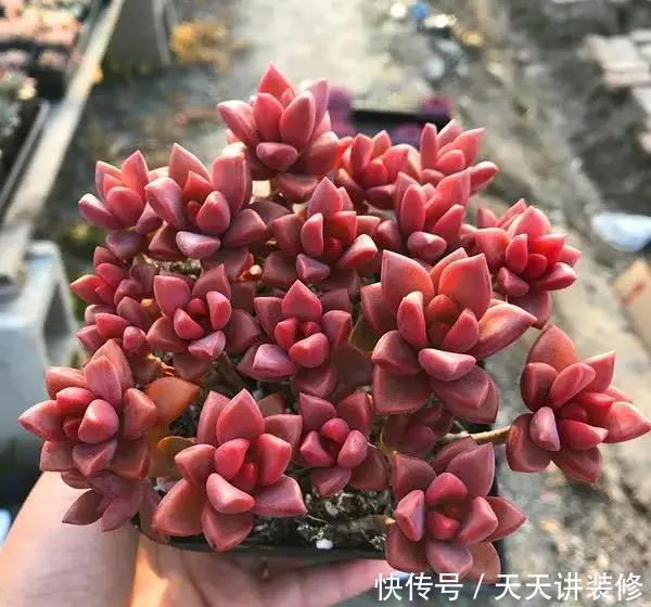 春天养多肉，就选这五种，叶色鲜艳又多姿，特别漂亮