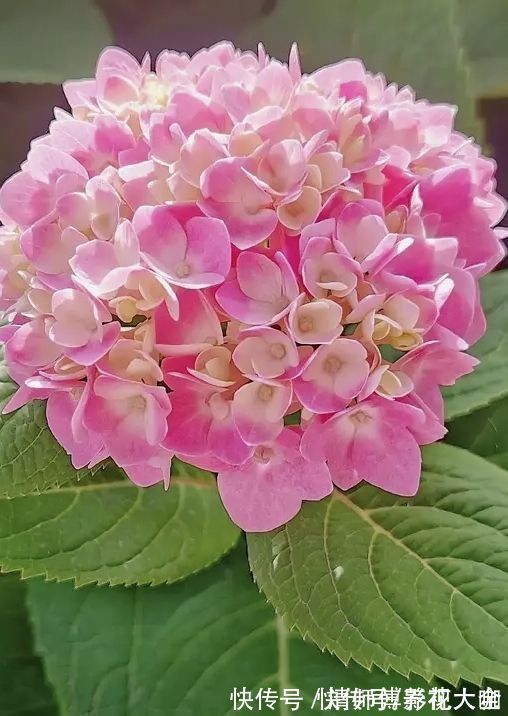 光照|9种花,光照时间越短越容易爆盆,晒太久反而不开花