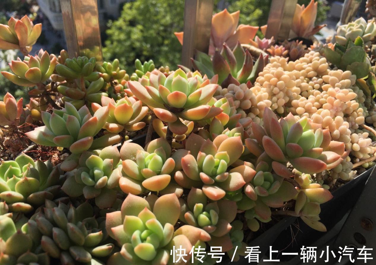 光照|养多肉秋丽，从这4点入手，植株一年四季长新枝，呼呼爆盆