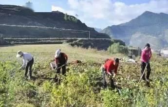 五谷|天地生五谷:土豆兄弟