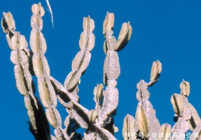 皮埃尔卷尾仙人掌,高大的树状多肉植物,酷似武器九节鞭