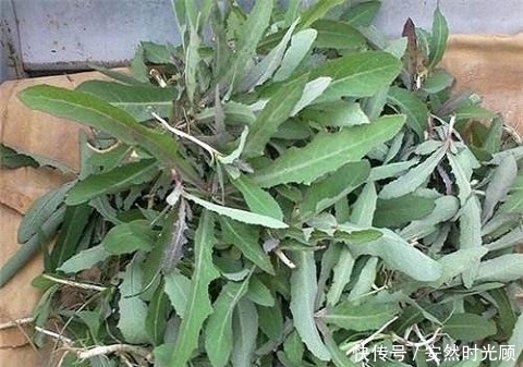 草本植物|盘点农村你不认识的野菜,都能叫出野菜名称你就是大神